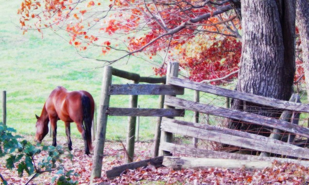 pastoral horse